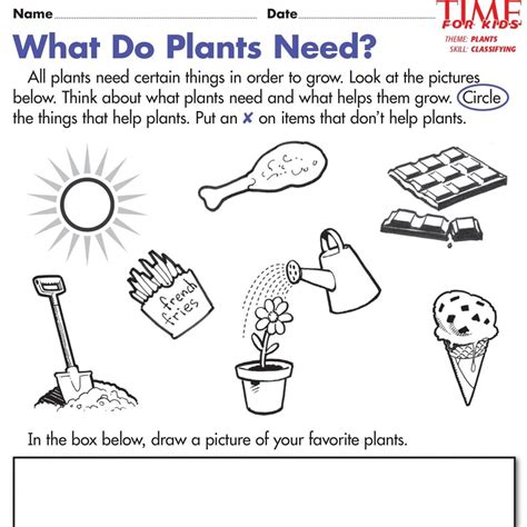 Plant Worksheets For Kindergarten Kindergarten Free Printable