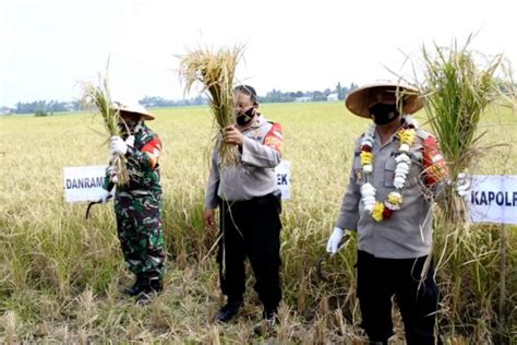 Panen Padi Di Tengah Pandemi Untuk Ketahanan Pangan Warga Antara News