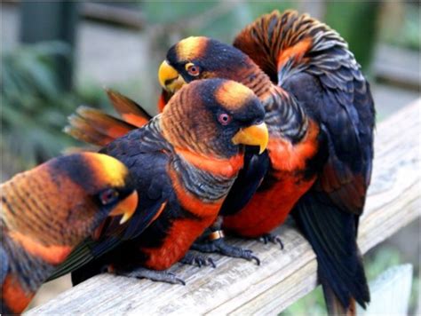 exotic birds redgage