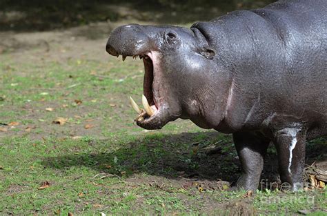 Amazing Pygmy Hippo With His Mouth Open In A Yawn Photograph By Dejavu