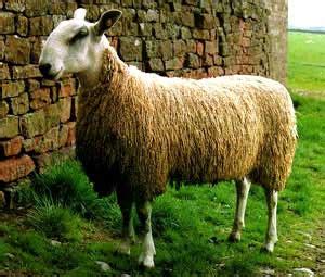 They are a meeting point for studmasters, classers, border leicester enthusiasts. Merino vs. Blue Faced Leicester | Can't Talk, I'm Dy(e)ing Shop