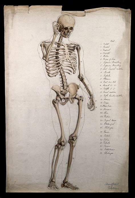 Male Skeleton Front View With Right Hand Raised To Its Face Pen And