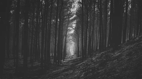 Download Wallpaper 1920x1080 Forest Trees Bw Branches Full Hd Hdtv