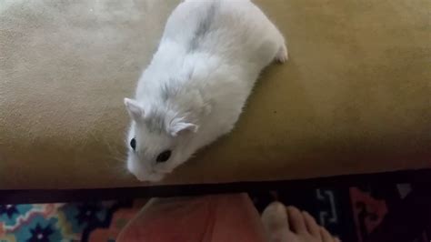 Hamster Likes To Play Youtube