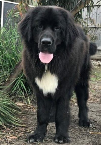 15 Newfoundland Mixes Breeds Enormous Newfies To Nuzzle You Breeds