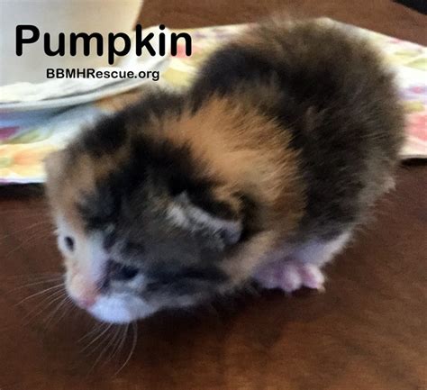 Puppies for adoption near me. calico kittens Archives - BBMHR