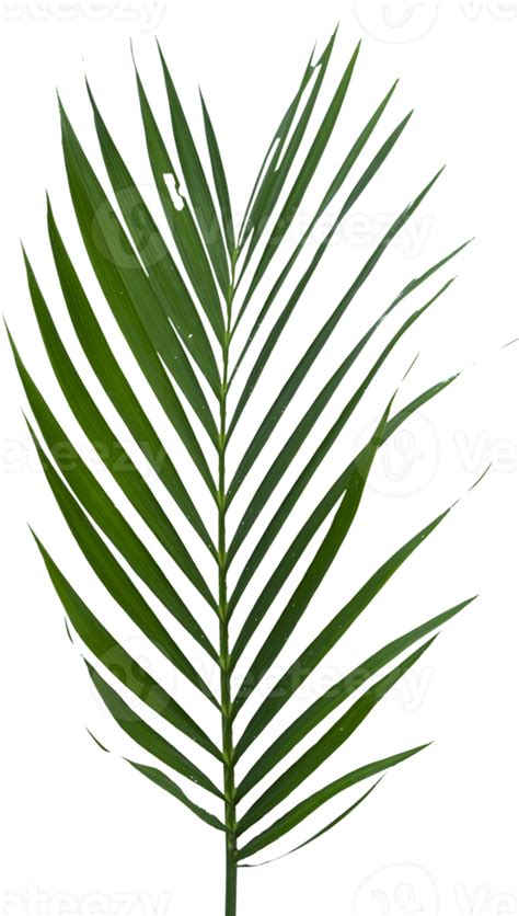 Free Palm Leaves Isolated 19166939 Png With Transparent Background