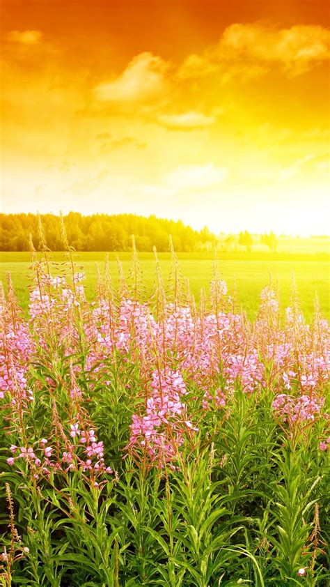 4k Flowers Field Wallpapers High Quality Download Free
