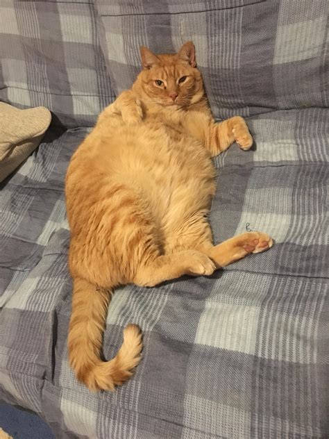 Fat Cat In All His Glory Rfatpussy