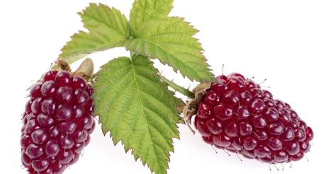 11 Best Health Benefits Of Loganberry Natural Food Series