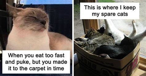 Funniest Cat Memes Funniest Memes Ever Made Funniest Cat Memes Ever