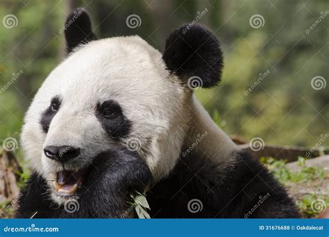 Giant Panda Bear Close Up Chewing On Bamboo Stock Photo Image Of Rare