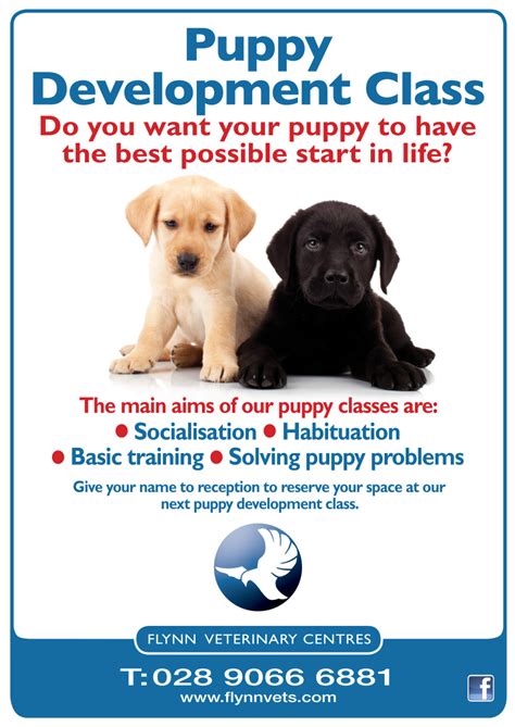 What Are Puppy Classes