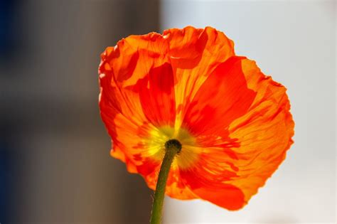 Free Image on Pixabay - Klatschmohn, Plant, Nature, Flower | Flower ...