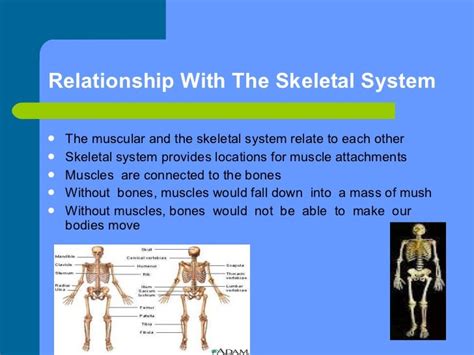 Brooke Bowe The Skeletal System Slide Show