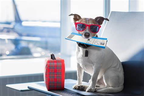 Sign up for free today! hund-flughafen-shutterstock_619468106_1496937089300450 ...