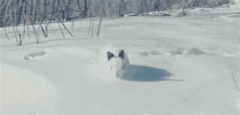 Bunny In The Snow Teh Cute