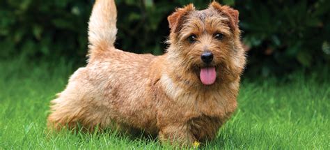 Norwich Terrier And Norfolk Terrier - Cute of Animals