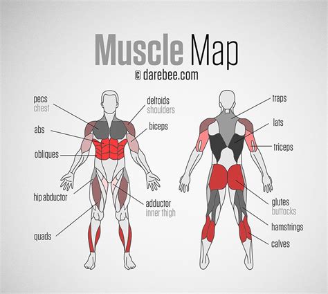 Muscle Map Major Muscles Muscle Diagram Muscle