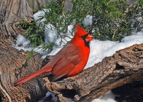 Cardinal On Log Birds And Blooms