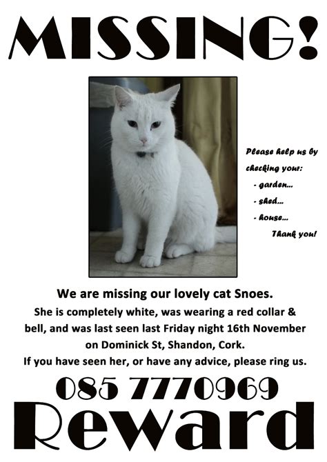 Create free lost cat flyers, posters, social media graphics and videos in minutes. Lost and Found Cats | Community Cats Network
