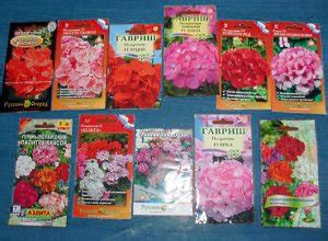 Letztes jahr habe ich einen kleinen bestand (4x4) kurzsaisonmais angebaut. Wann man Pelargonium auf Sämlingen sät