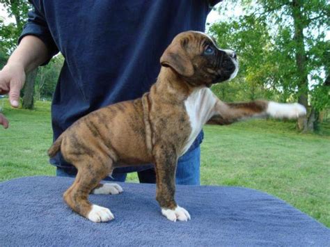 However, it is unsafe to feed a dog milk from a cow. Ace AKC Boxer Champion sired puppy- 10 weeks old for Sale ...