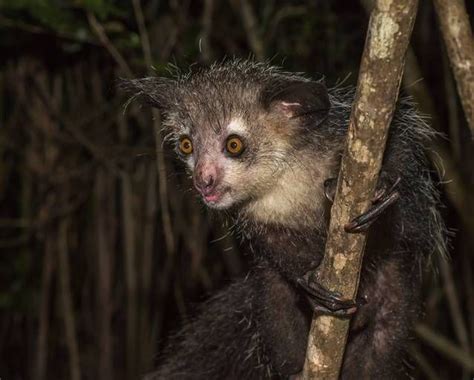 10 Weirdly Wonderful Lemur Species Scary Animals Weird Animals