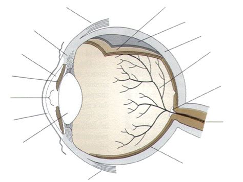 Eye Diagram Labeled Fh 5968 3d Structures Of Eye