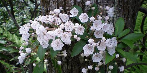 Pennsylvania Native Flowers Best Flower Site