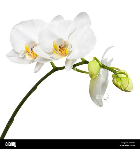 Blooming Twig Of White Orchid Isolated On White Background Stock Photo