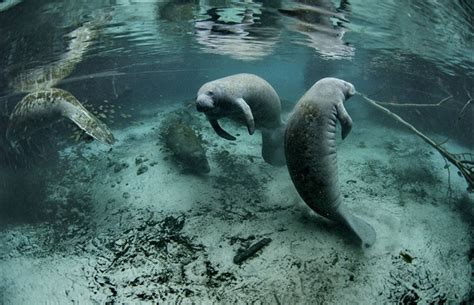 Manatees What Is A Sea Cow Way Daily