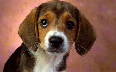 Puppy Eyes Beagle Wallpapers In  Format For Free Download