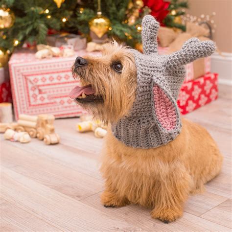 23 Fun And Cute Crochet Diy Dog Hats
