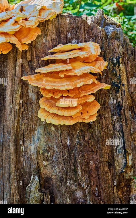 Fungus On Tree Stump Hi Res Stock Photography And Images Alamy
