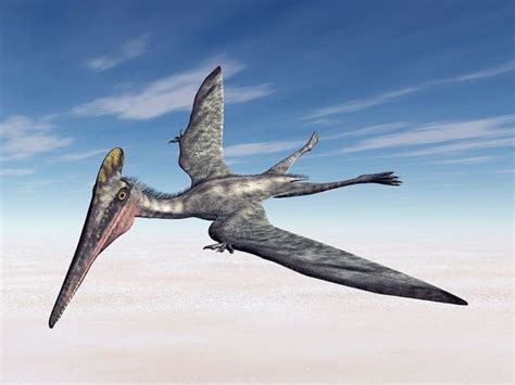 Dinosaur Discovery Scientists Stunned By Four New Pterosaur Species Found In A Row Science