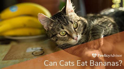 Can Cats Eat Bananas Heres Everything You Need To Know Pawlicy Advisor