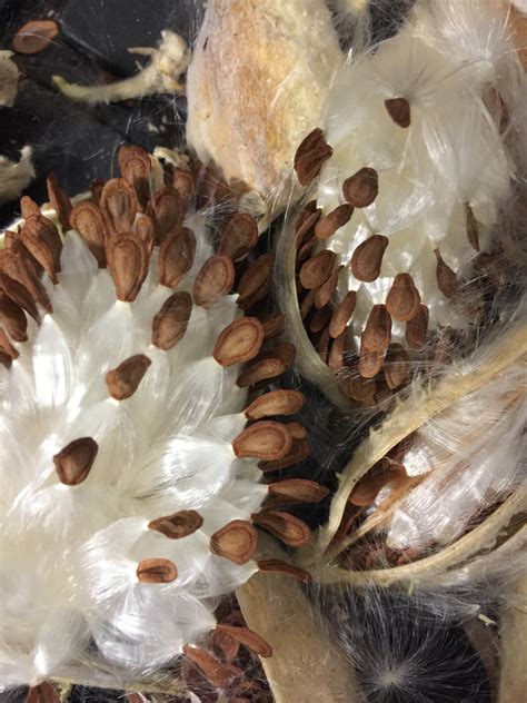 What is the best way to plant milkweed seeds? Showy milkweed seeds for sale
