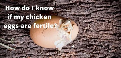 Fertile Chicken Eggs The American Mastermind