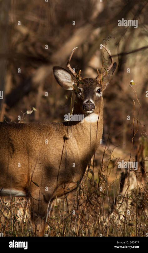 Whitetail Buck Portrait In The Forest Stock Photo Alamy