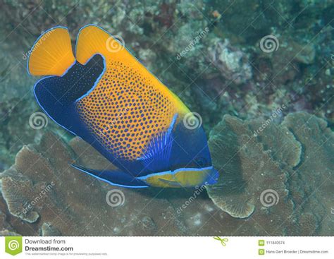 Closeup Of A Blueface Angelfish Swimming Over Corals Of