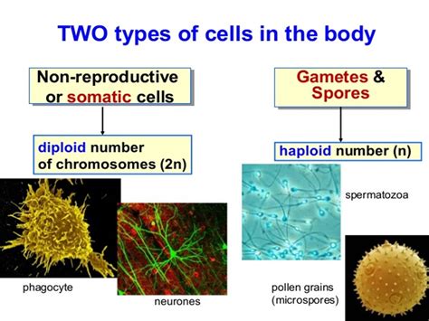 Sonu Academy Mitosis Text