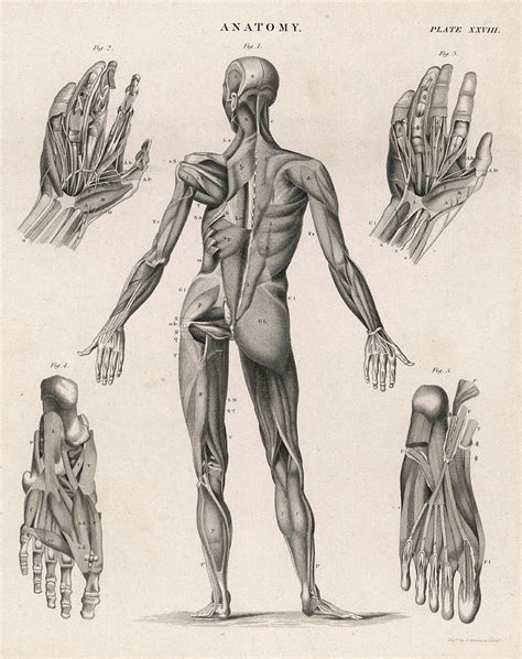 A Human Body Showing The Muscles Drawing By Mary Evans Picture Library