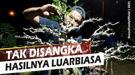 Proses Membuat Bonsai Beringin Kimeng Dari Biasa Menjadi Luarbiasa Youtube