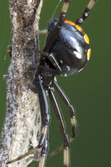 Immature Black Widow Latrodectus Variolus 69887166 Flickr