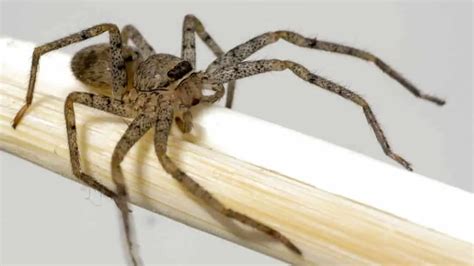 The 7 Most Dangerous Spiders In Costa Rica 4th One Is Deadliest