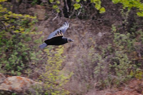 Black Vulture In Flight Photograph By Gaby Ethington Fine Art America