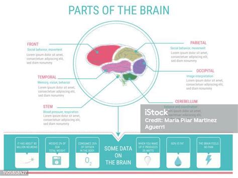 Hari Otak Sedunia Infografis Vektorial Bagian Otak Depan Temporal