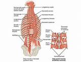 Pictures of Lumbar Core Muscles