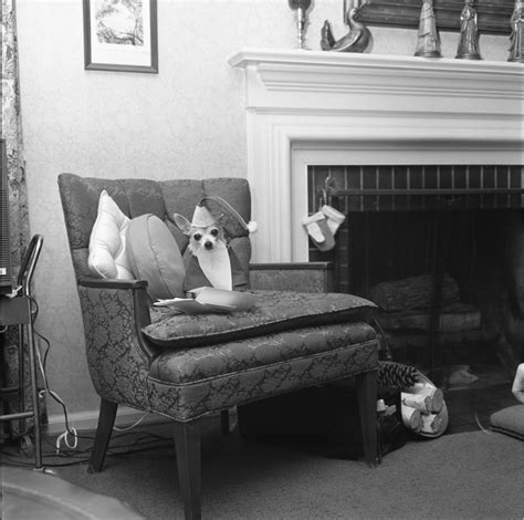 Charlie The Chihuahua With Christmas Mail December 1972 Ann Arbor District Library